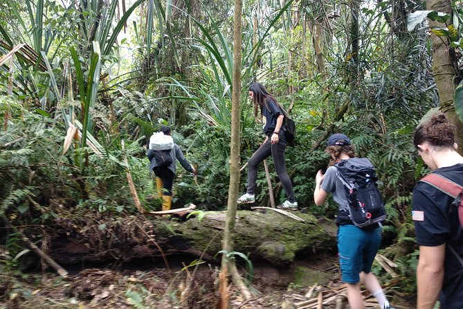volcano hike and jungle trekking adventure - Jungle Trekking With Rice Fields and River Views