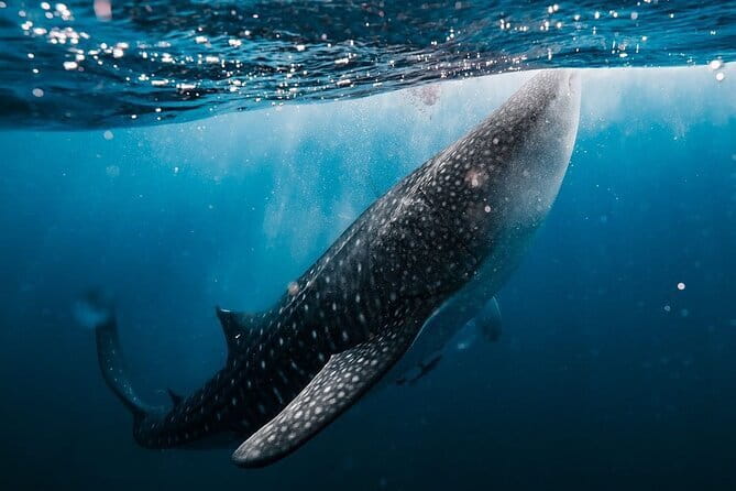 Whale Shark Adventure 2 Days 1 Night Sharing Trip - Key points before you book