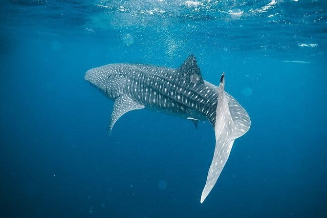 Whale Shark Adventure 2 Days 1 Night Sharing Trip - Why this trip is special