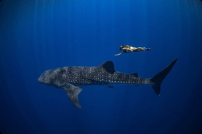 Whale Shark Adventure 2 Days 1 Night Sharing Trip - Day one: Mataram to Sumbawa Besar