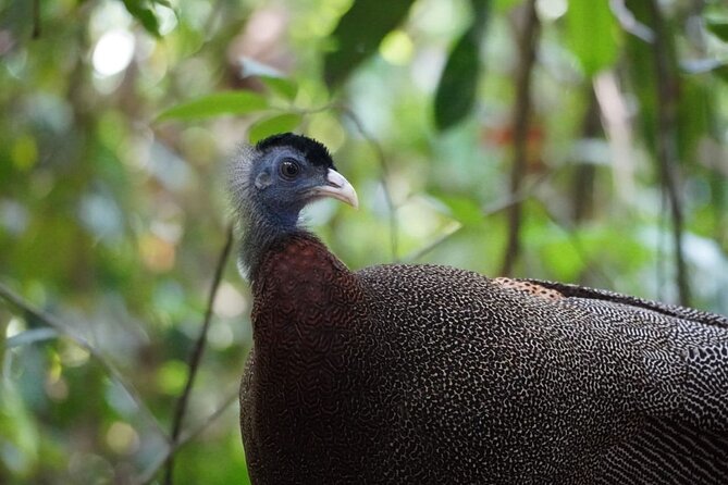 Wonderful 2Days 1Night Bukit Lawang Jungle Trekking Free Rafting - Key points at a glance