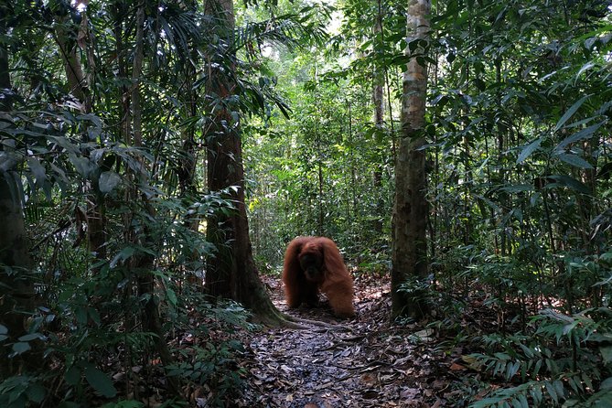 Wonderful 7 Days North Sumatra Tour (Include: 2 Days 1 Night Jungle Trekking) - Day 4: Mount Sibayak, Hot Springs, and Local Fruit